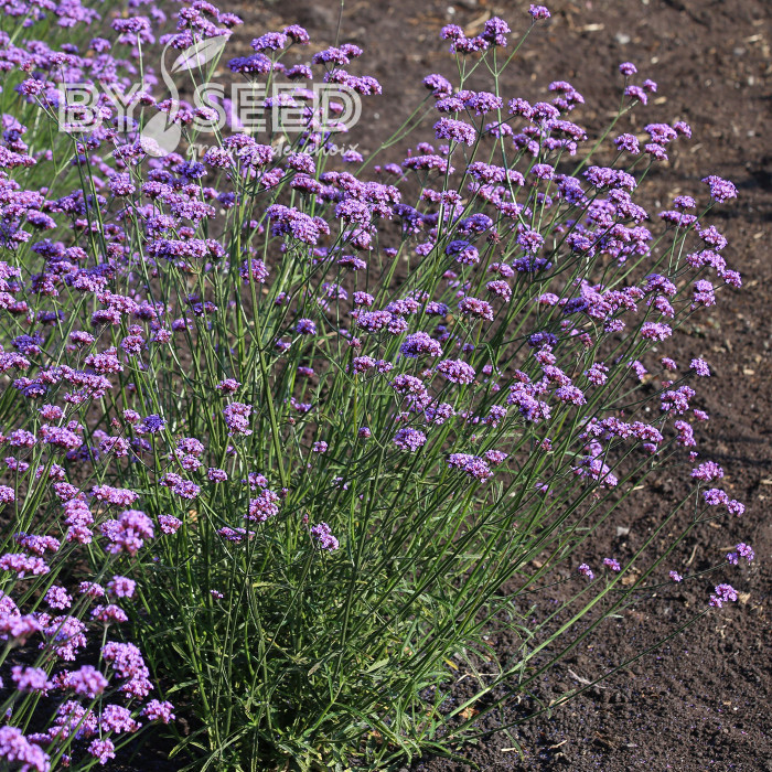 Verveine bonariensis Vanity