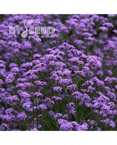 Verveine bonariensis Vanity