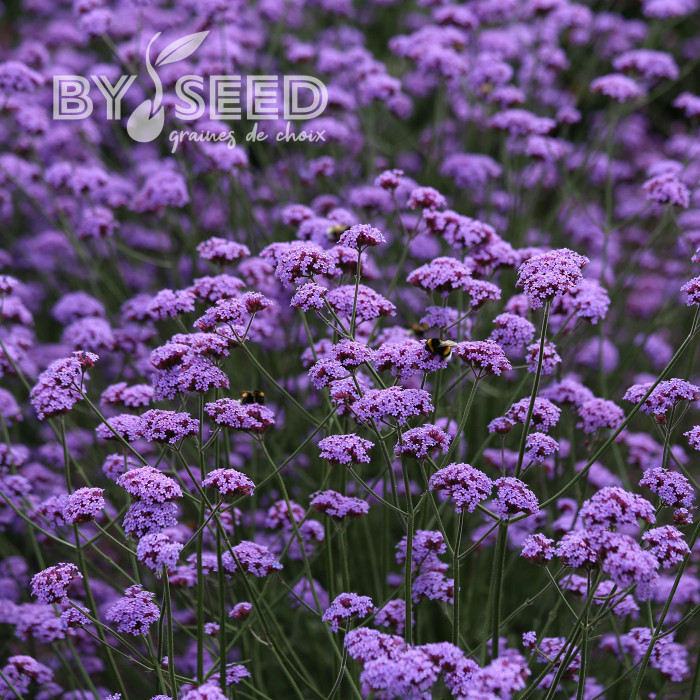 Verveine bonariensis Vanity