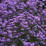 Verveine bonariensis Vanity