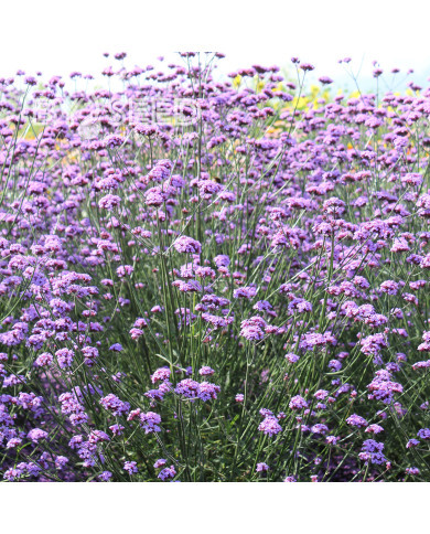 Verveine bonariensis Vanity