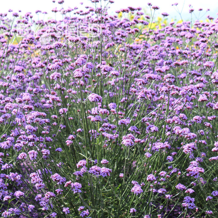 Verveine bonariensis Vanity