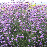 Verveine bonariensis Vanity