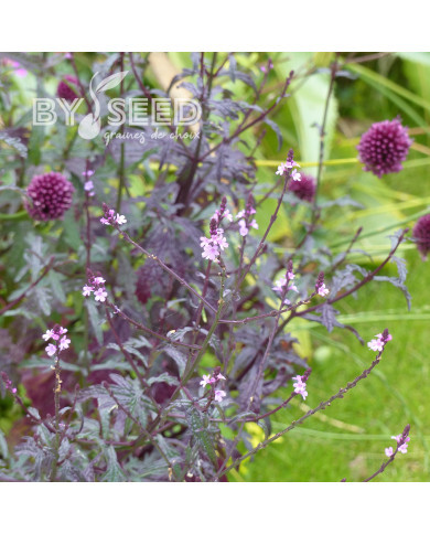 Verveine officinale Bampton