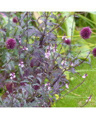 Verveine bonariensis Vanity