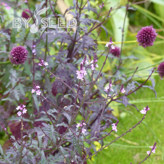 Verveine officinale Bampton