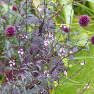 Verveine officinale Bampton