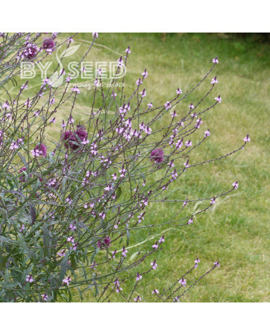 Verveine officinale Bampton