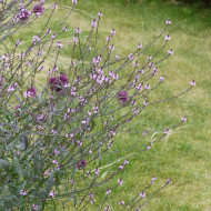 Verveine officinale Bampton