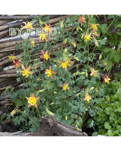 Ancolie skinneri Tequila Sunrise