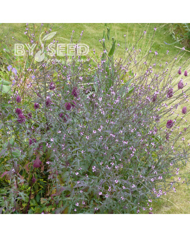Verveine officinale Bampton