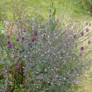 Verveine officinale Bampton