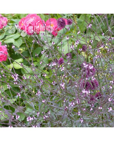 Verveine officinale Bampton