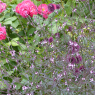 Verveine officinale Bampton