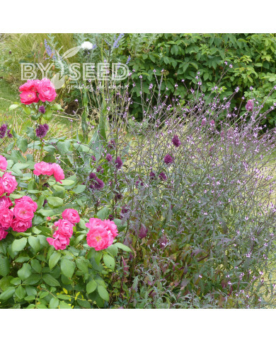 Verveine officinale Bampton