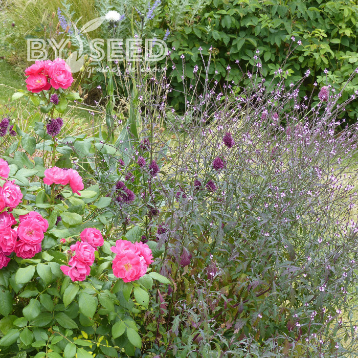 Verveine officinale Bampton