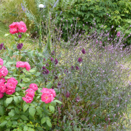 Verveine officinale Bampton