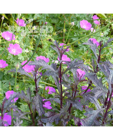 Verveine officinale Bampton