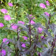 Verveine officinale Bampton