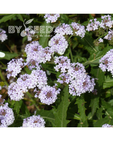 Verveine rigida Polaris®