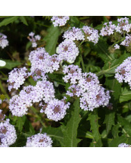 Verveine officinale Bampton