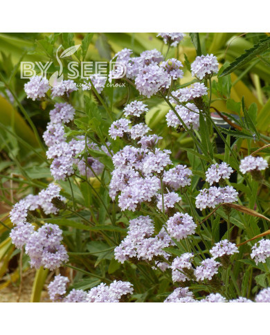 Verveine rigida Polaris®