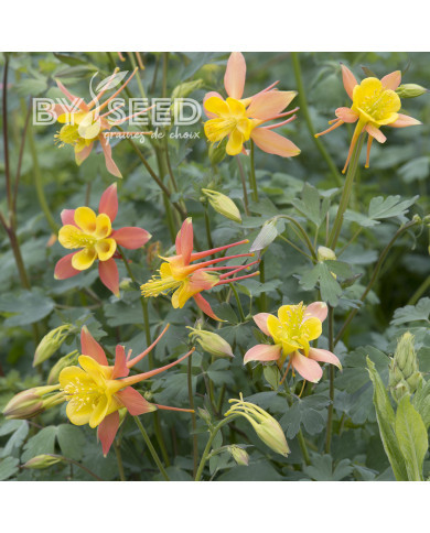 Ancolie skinneri Tequila Sunrise