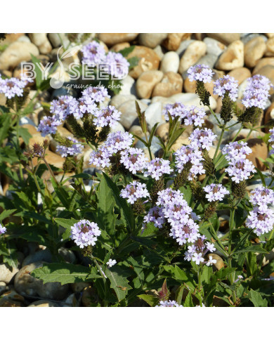Verveine rigida Polaris®