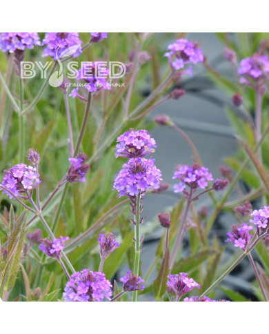 Verveine rigida violette