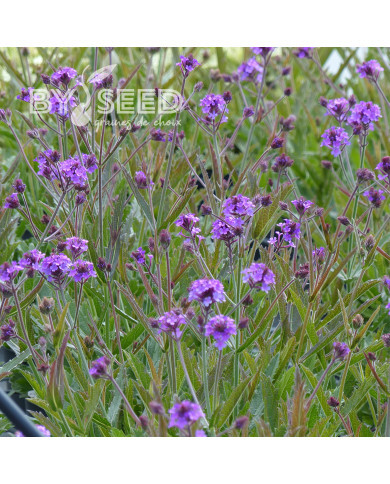 Verveine rigida violette