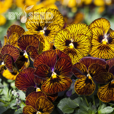 Viola cornuta Tiger Eye Mix