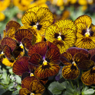 Viola cornuta Tiger Eye Mix