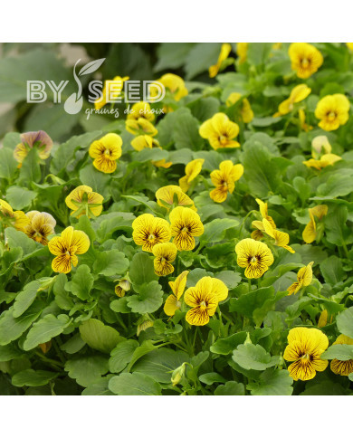 Viola cornuta Tiger Eye Yellow