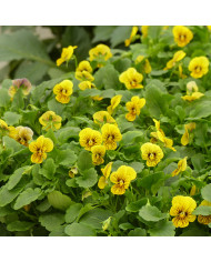 Verbascum phoeniceum Mix
