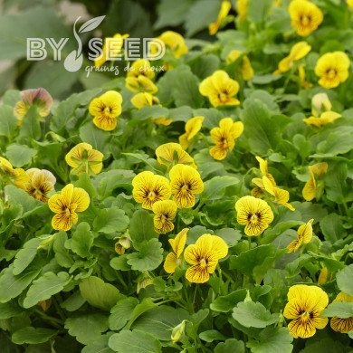 Viola cornuta Tiger Eye Yellow