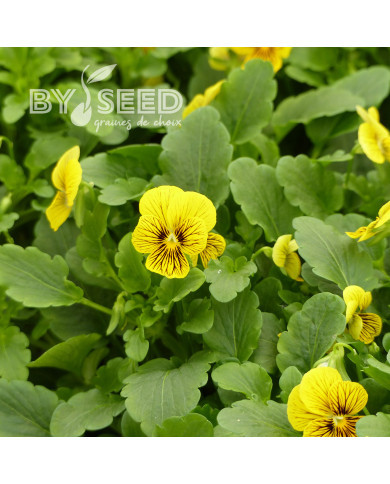 Viola cornuta Tiger Eye Yellow