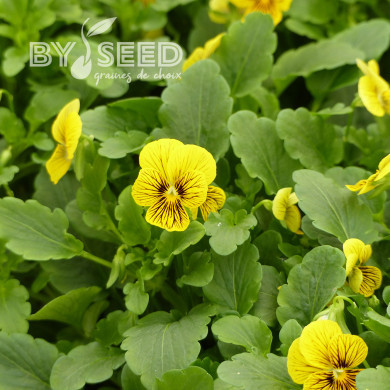 Viola cornuta Tiger Eye Yellow