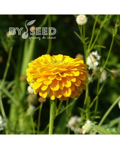 Zinnia à fleur de dahlia Canary Bird