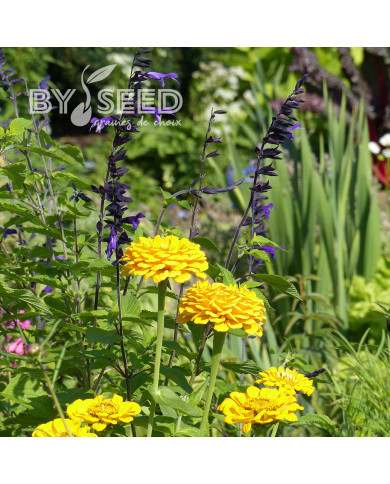 Zinnia à fleur de dahlia Canary Bird