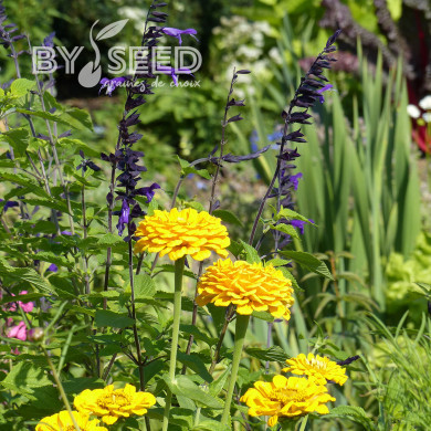 Zinnia à fleur de dahlia Canary Bird