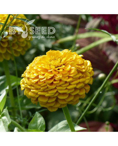 Zinnia à fleur de dahlia Canary Bird
