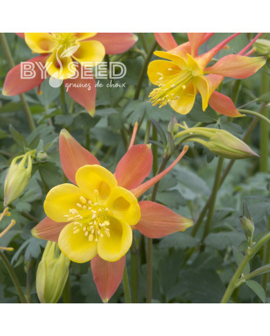 Ancolie skinneri Tequila Sunrise