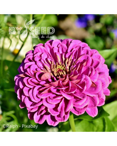 Zinnia à fleur de dahlia Dream