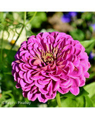 Zinnia à fleur de dahlia Envy
