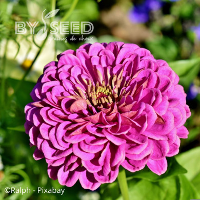 Zinnia à fleur de dahlia Dream