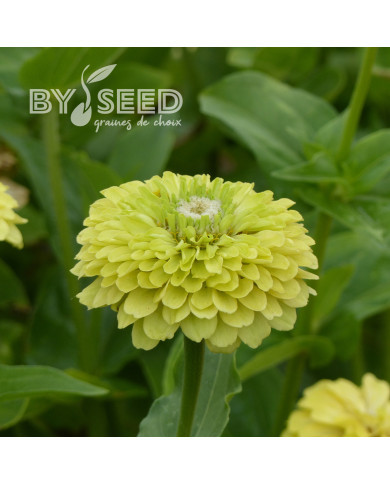 Zinnia à fleur de dahlia Envy