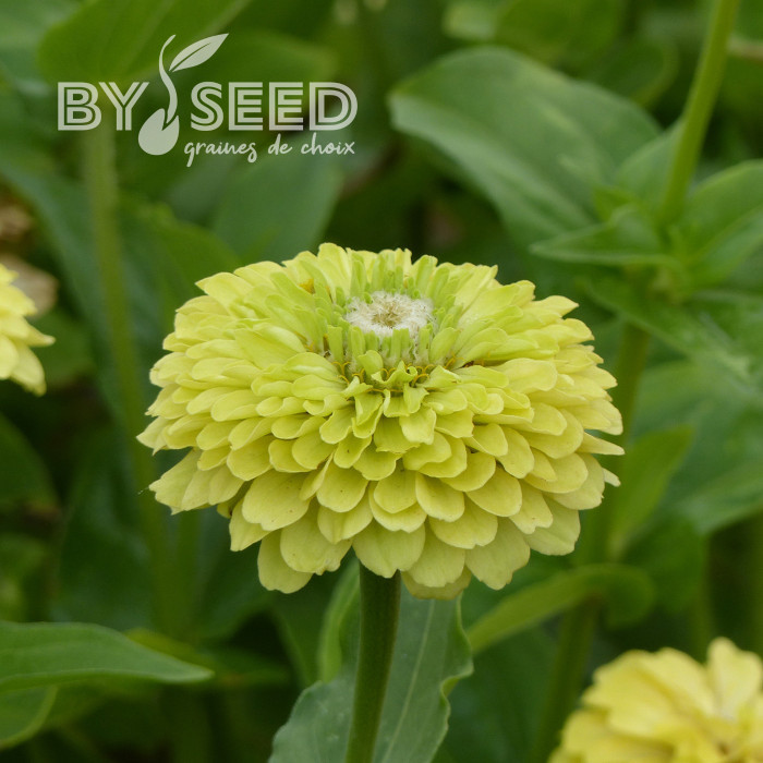 Zinnia à fleur de dahlia Envy