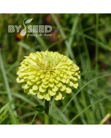 Zinnia à fleur de dahlia Envy