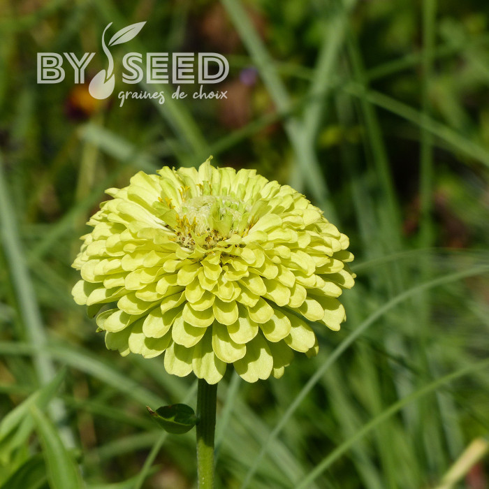 Zinnia à fleur de dahlia Envy
