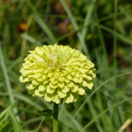 Zinnia à fleur de dahlia Envy